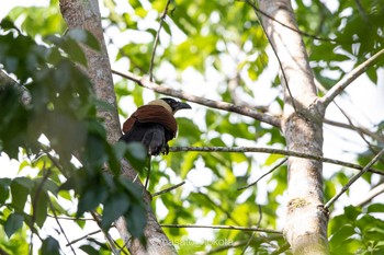 Black-faced Coucal Bohol Biodiversity Complex Sat, 7/20/2019