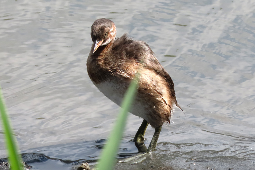 東京港野鳥公園 カイツブリの写真 by ぴくるす