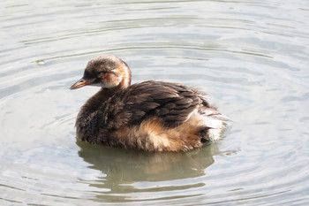 カイツブリ 東京港野鳥公園 2019年9月7日(土)