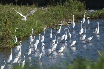 Great Egret 琵琶湖に注ぐ川にて Sat, 9/7/2019