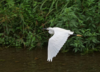 Little Egret 黒目川 Tue, 9/3/2019