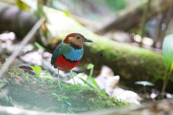 Sulawesi Pitta Mount Mahawu Thu, 8/15/2019