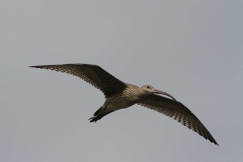 2019年9月7日(土) 五主海岸の野鳥観察記録