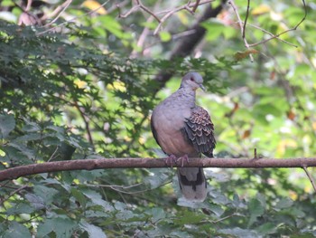 2019年9月8日(日) 多磨霊園の野鳥観察記録