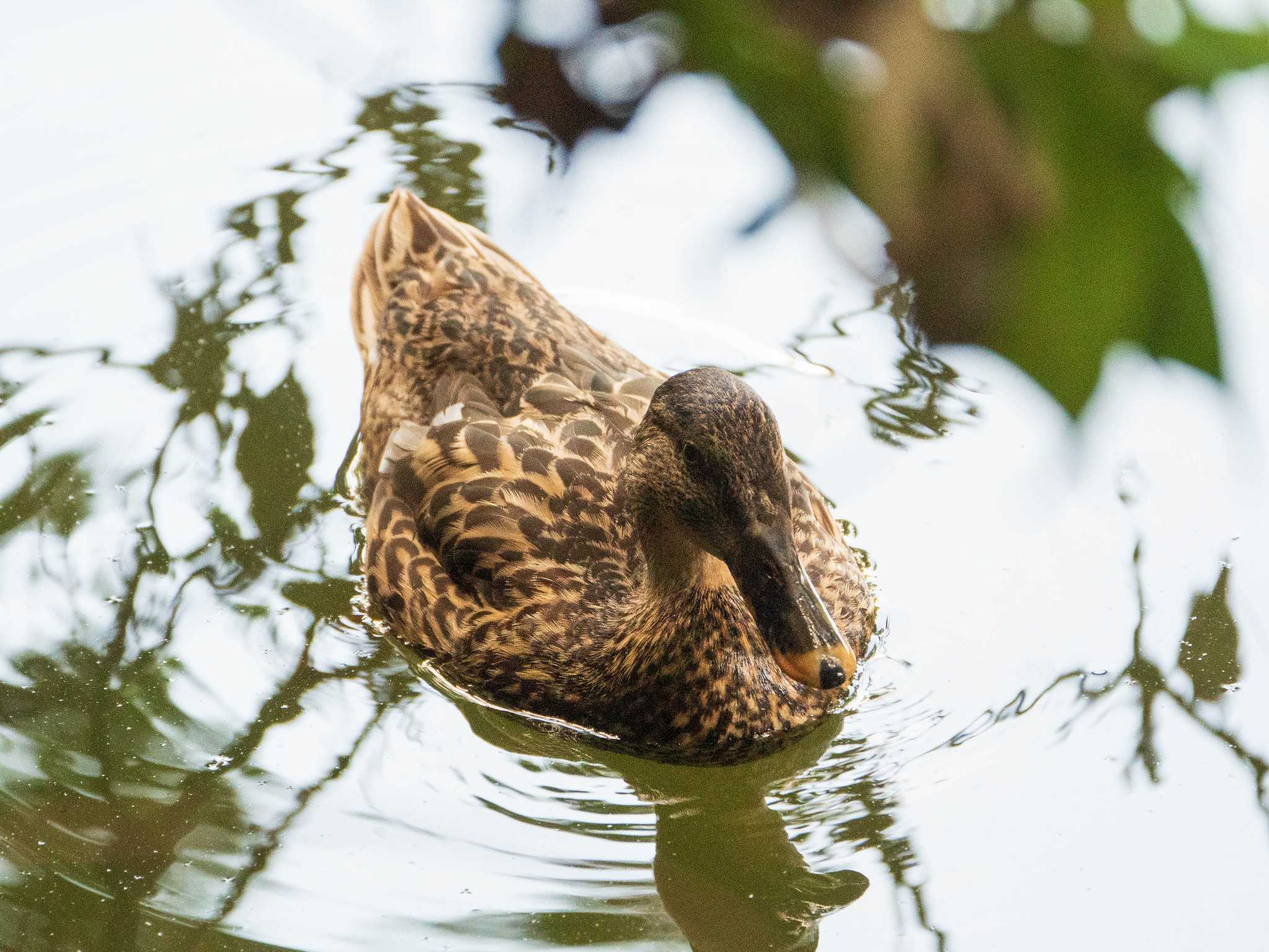 マガモ