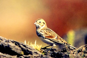 Lapland Longspur