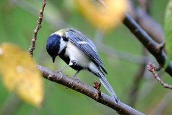 シジュウカラ 愛知県 刈谷市 洲原公園 2019年9月8日(日)