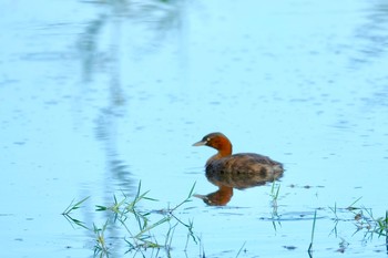 Little Grebe 愛知県 刈谷市 洲原公園 Sun, 9/8/2019