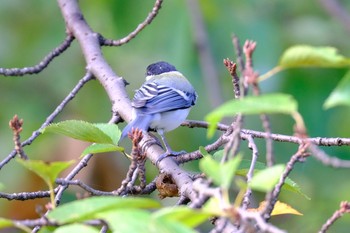 シジュウカラ 愛知県 刈谷市 洲原公園 2019年9月8日(日)