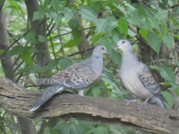 Oriental Turtle Dove Tama Cemetery Sun, 9/8/2019