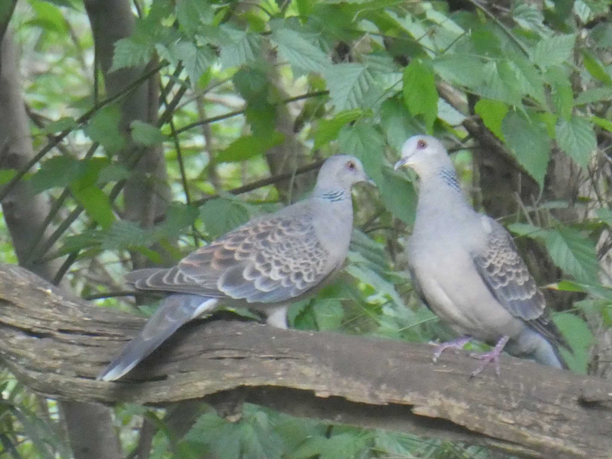 多磨霊園探鳥会 by Mr.Quiet