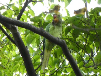 Indian Rose-necked Parakeet Tama Cemetery Sun, 9/8/2019