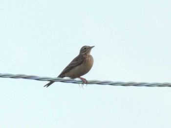 Richard's Pipit Yoron Island Sun, 9/8/2019