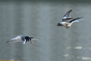 2019年9月8日(日) 多摩川二ヶ領宿河原堰の野鳥観察記録