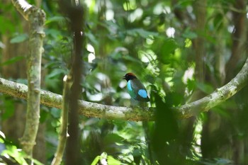 ズグロヤイロチョウ ケーン・クラチャン国立公園 2019年6月1日(土)