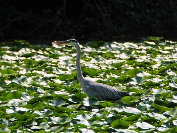 2019年9月7日(土) 石神井公園の野鳥観察記録