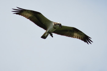 ミサゴ 東京港野鳥公園 2019年9月8日(日)