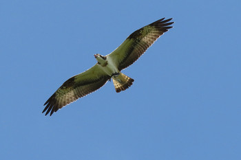 ミサゴ 東京港野鳥公園 2019年9月8日(日)