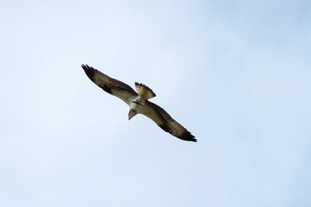 ミサゴ 東京港野鳥公園 2019年9月8日(日)