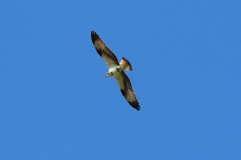 ミサゴ 東京港野鳥公園 2019年9月8日(日)