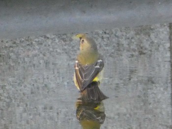 Fri, 9/6/2019 Birding report at 九龍公園