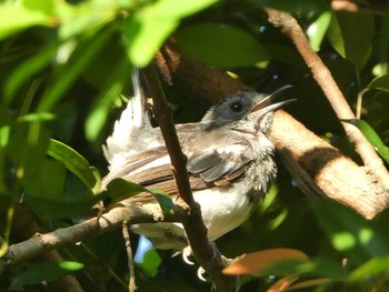 Fri, 9/6/2019 Birding report at 羅湖区（深セン）