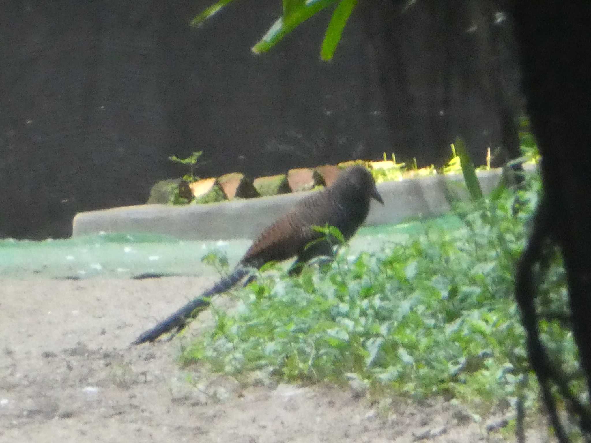 Greater Coucal