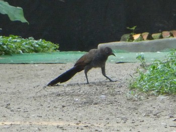 Greater Coucal