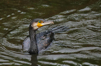 カワウ 黒目川 2019年9月3日(火)