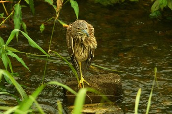 ゴイサギ 野川 2019年8月27日(火)