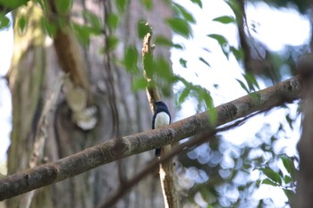 2019年9月7日(土) 春日山原始林の野鳥観察記録