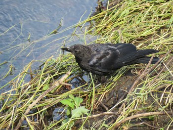 2019年9月9日(月) 野川の野鳥観察記録