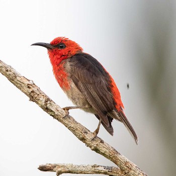 Wed, 8/14/2019 Birding report at Gardenia Country inn