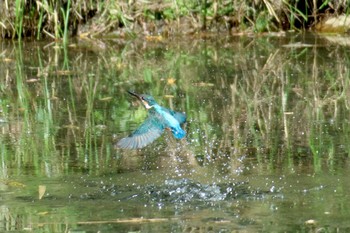 Common Kingfisher 羽村堰 Sat, 9/7/2019