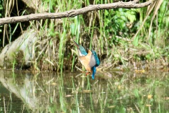 Common Kingfisher 羽村堰 Sat, 9/7/2019