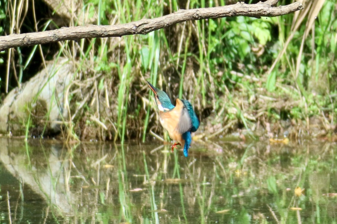 カワセミ