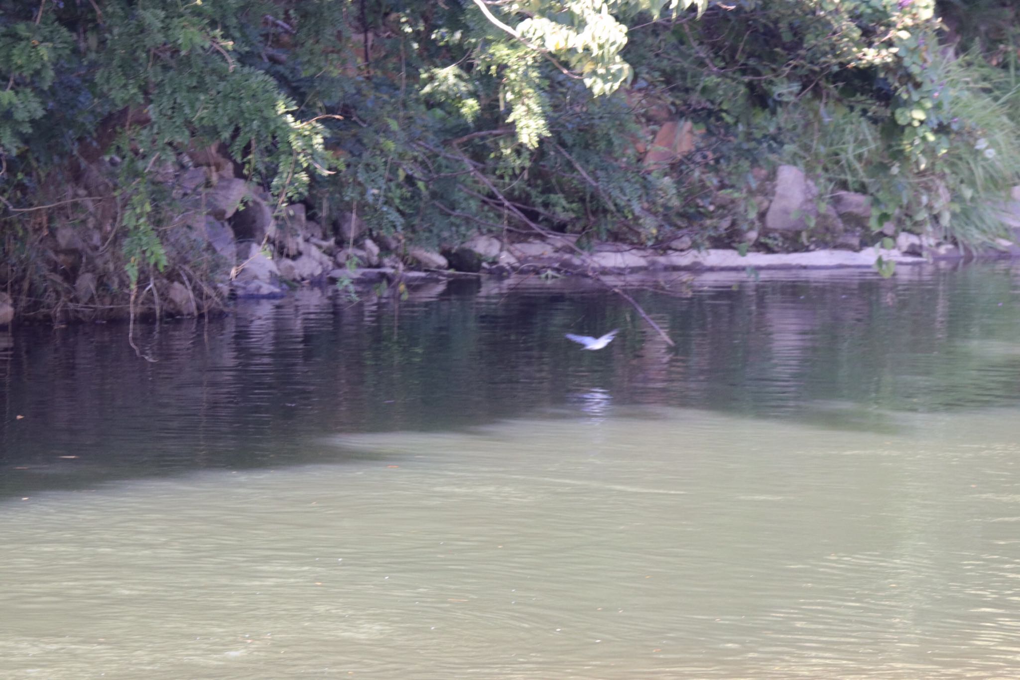 Photo of Crested Kingfisher at 平成榛原子供のもり公園 by くるみ