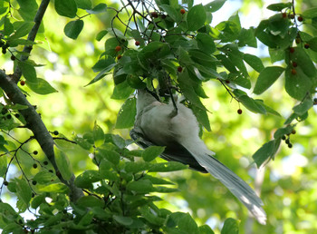 Azure-winged Magpie Unknown Spots Tue, 9/10/2019