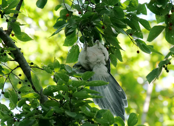 Azure-winged Magpie Unknown Spots Tue, 9/10/2019