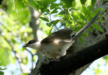 Azure-winged Magpie Oikeshinsui Park Tue, 9/10/2019