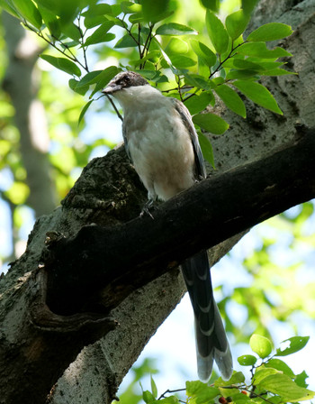 Azure-winged Magpie Oikeshinsui Park Tue, 9/10/2019