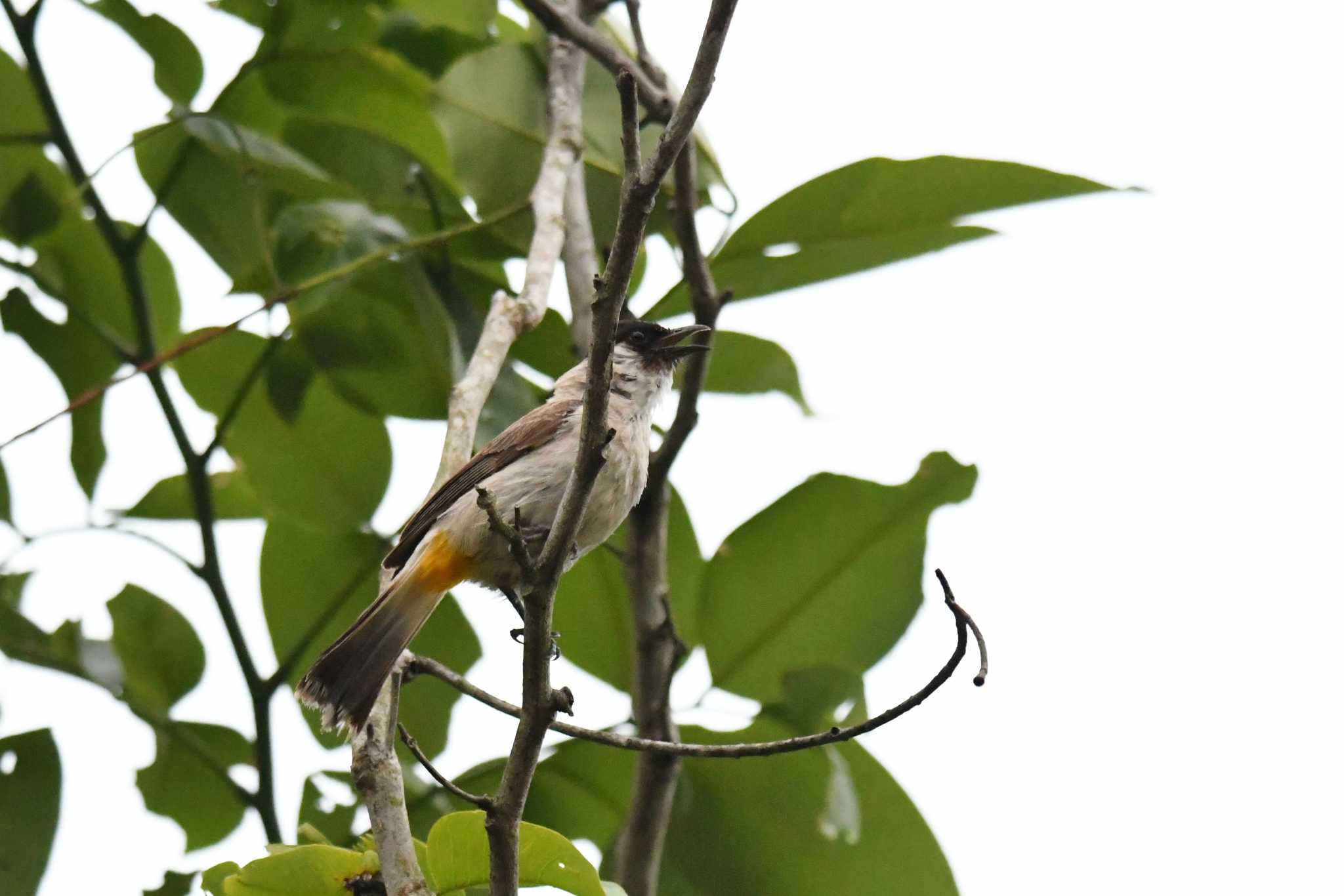 Photo of Sooty-headed Bulbul at Kaengkachan Lake Hill Resort by あひる