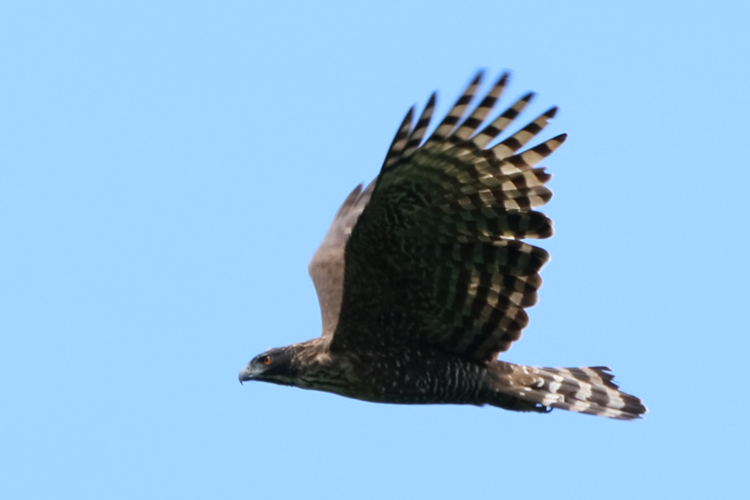 Photo of Mountain Hawk-Eagle at 奈良県 by minonono