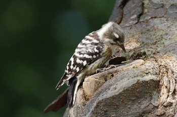 Japanese Pygmy Woodpecker(seebohmi) 北海道 函館市 東山 Tue, 9/10/2019