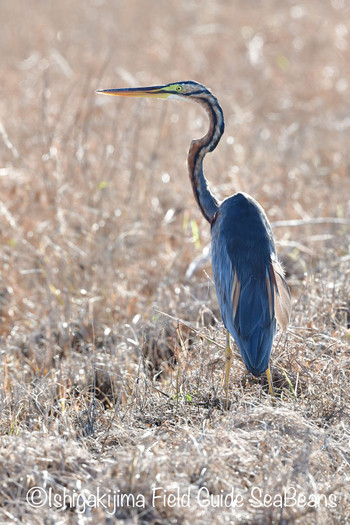 Purple Heron Ishigaki Island Tue, 9/10/2019