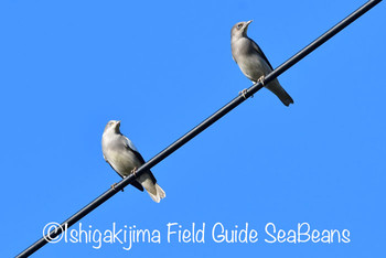 カラムクドリ 石垣島 2019年9月10日(火)