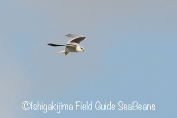 カタグロトビ 石垣島 2019年9月10日(火)