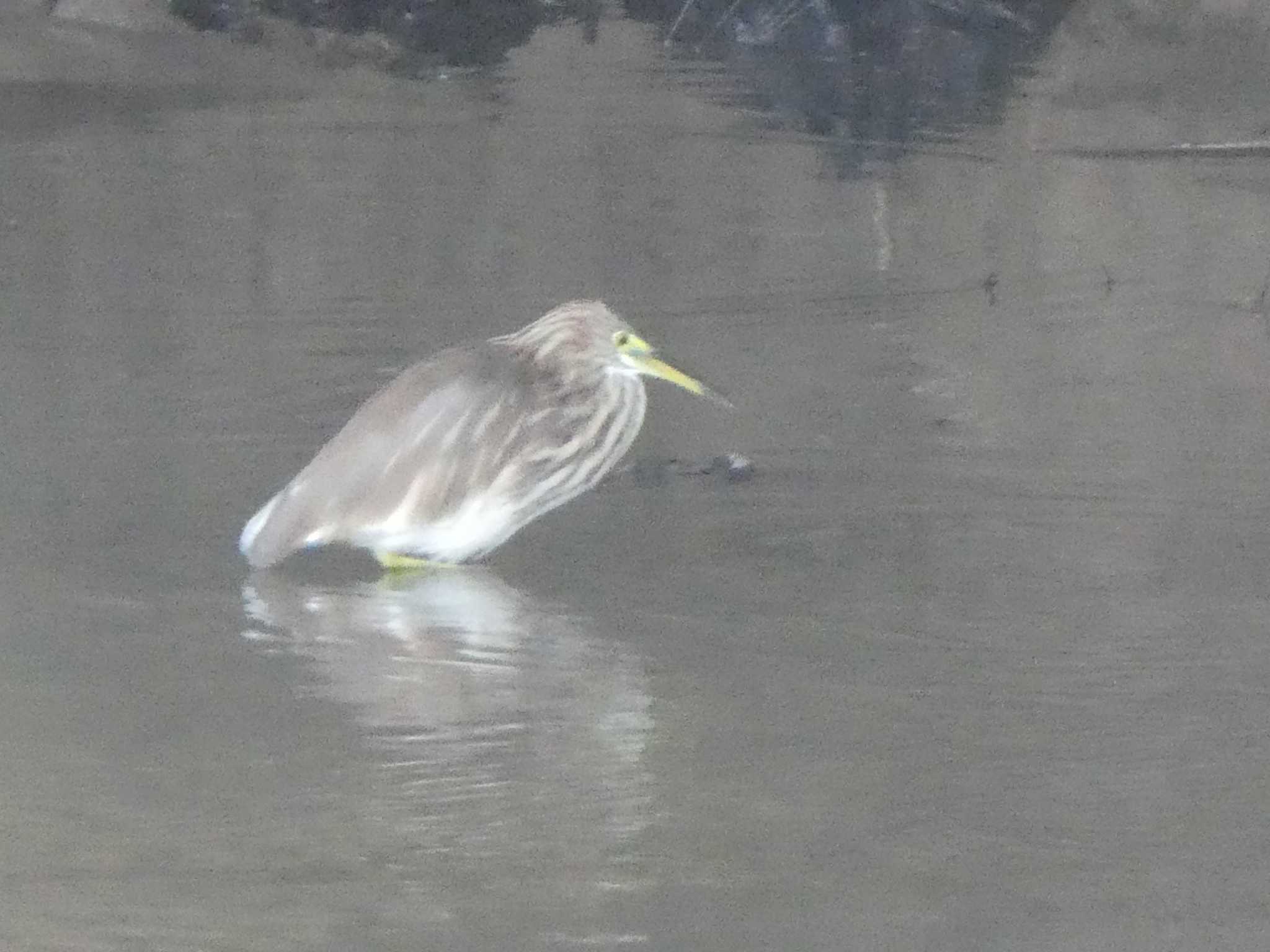 Chinese Pond Heron