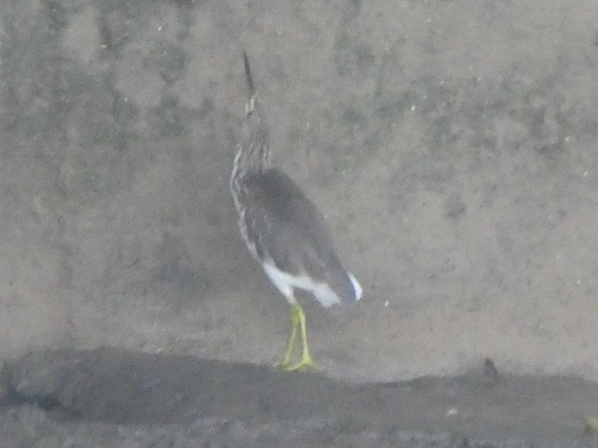 Photo of Chinese Pond Heron at 羅湖区（深セン） by Kozakuraband