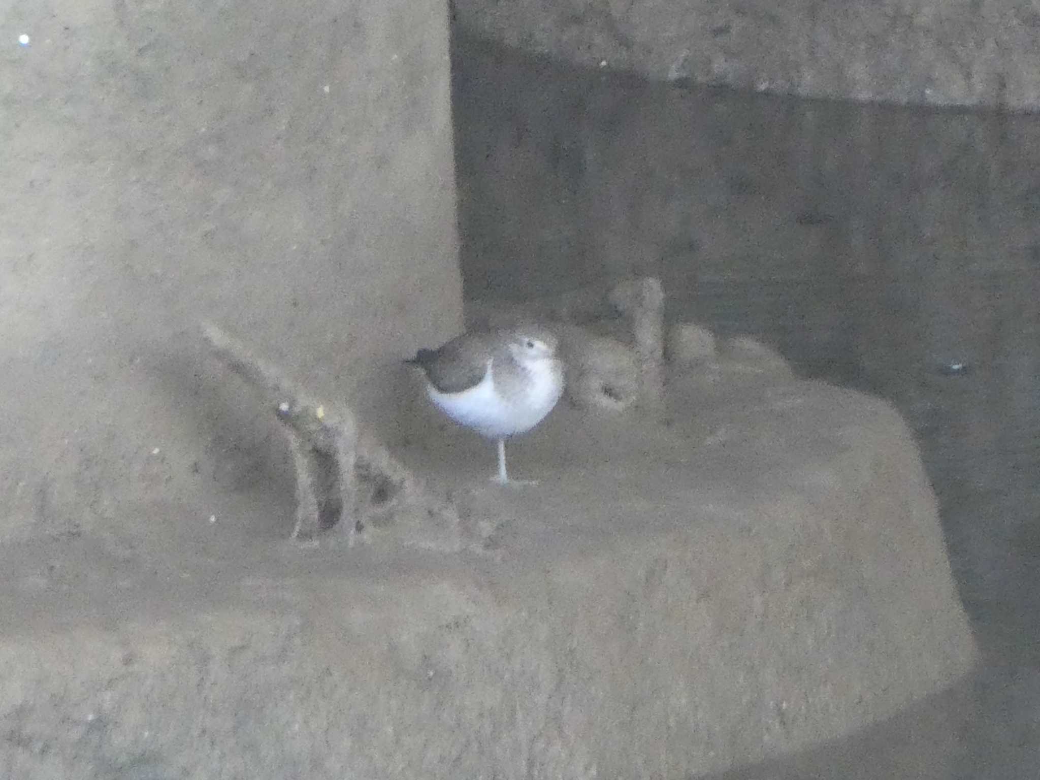 Photo of Common Sandpiper at 羅湖区（深セン） by Kozakuraband